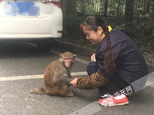 网红玩具猴可以摔倒吗,揭秘其摔倒背后的奥秘与安全使用指南