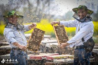 网红养蜂兄弟,养蜂生活的甜蜜秘诀