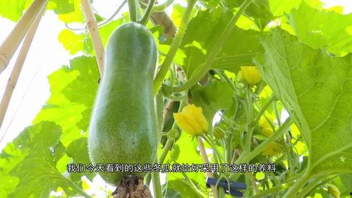 英区pdf吃瓜,一场吃瓜者的狂欢盛宴